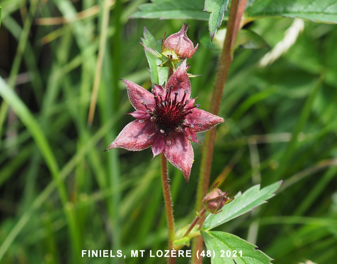 Cinquefoil, Marsh flower
